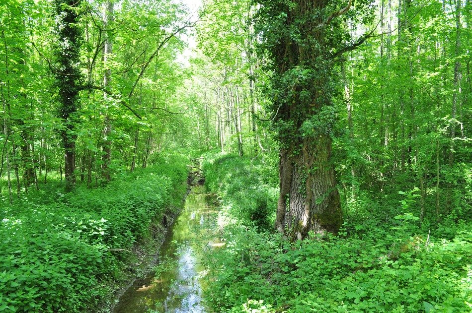 Forest in the spring