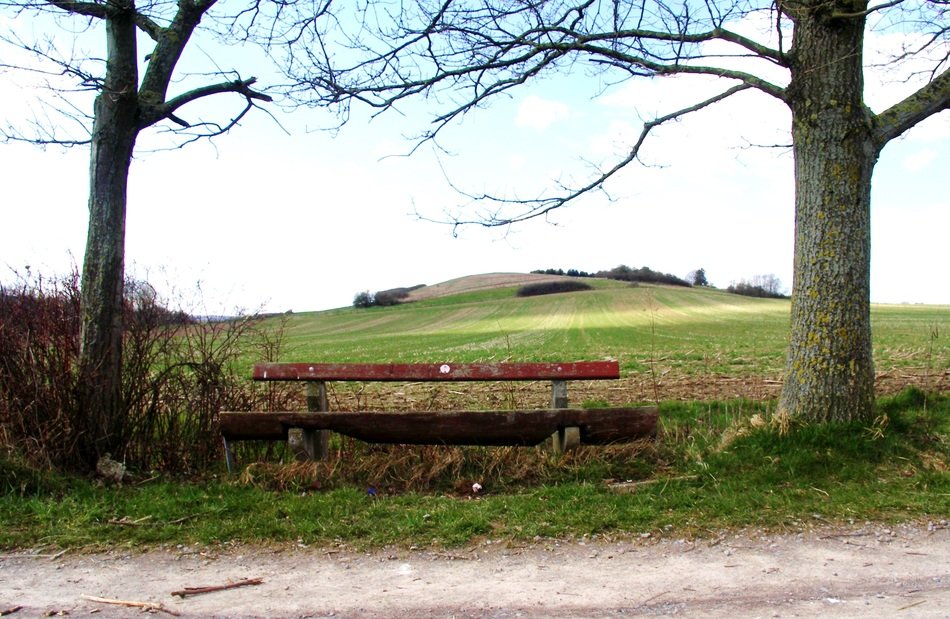 wooden bench in nature