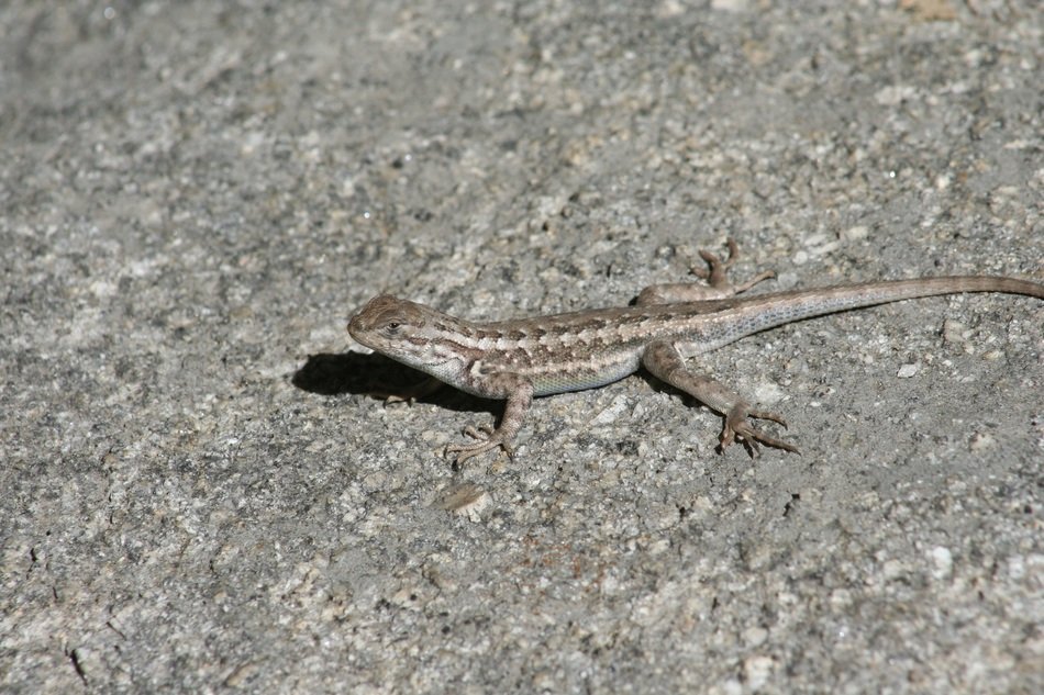 closeup picture of lizard in habitat