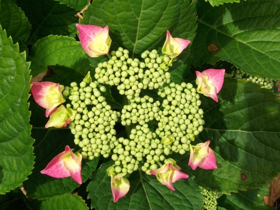 flower blossom in the green leaves