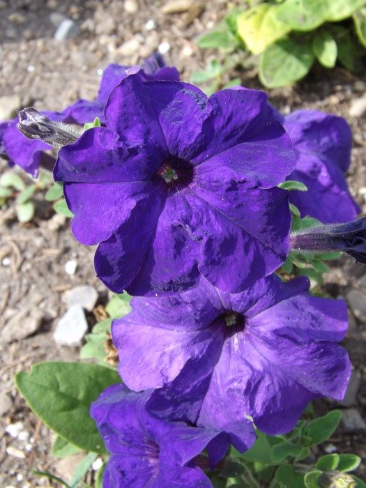 bright blue flowers of the petunia