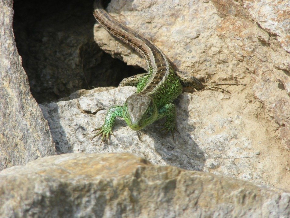 lizard on the chunks of granite