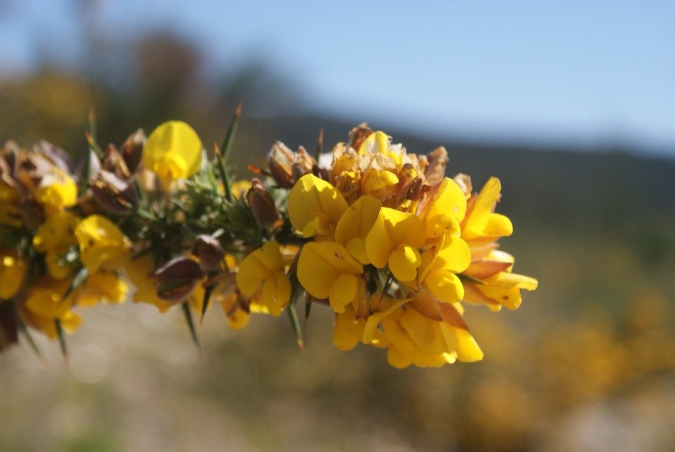 Yellow flowers on the skewer plant