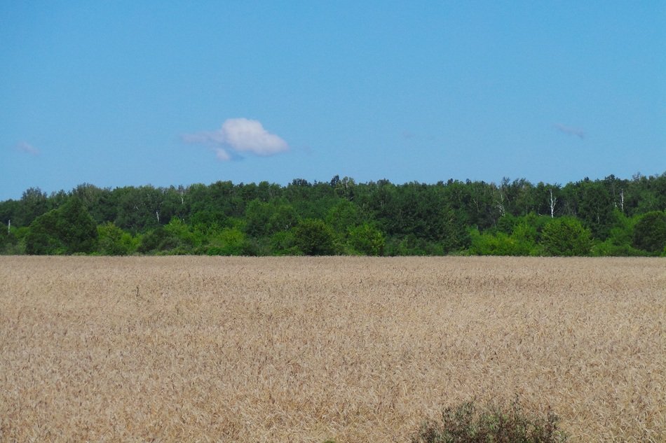 Beautiful pure wheat field near the green trees