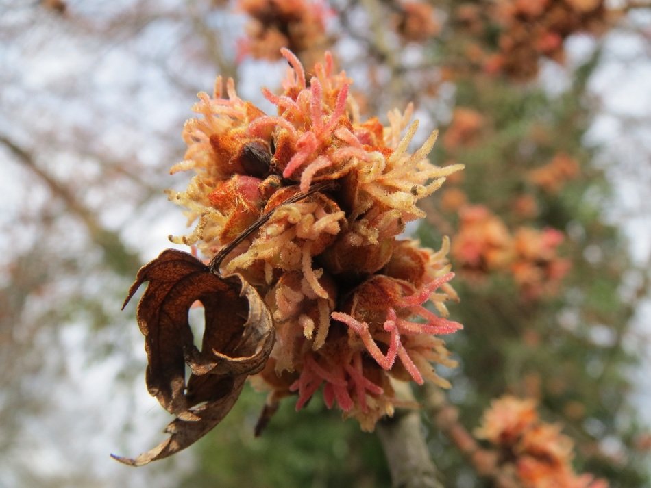 acer saccharinum plant
