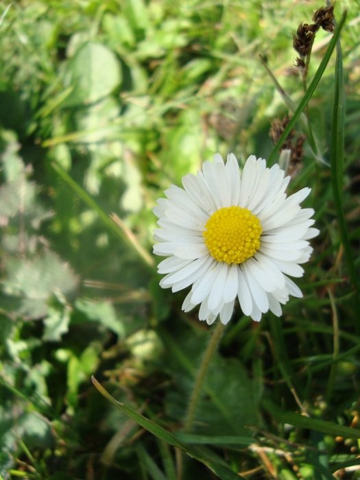 bright delicate white daisy on a summer meadow