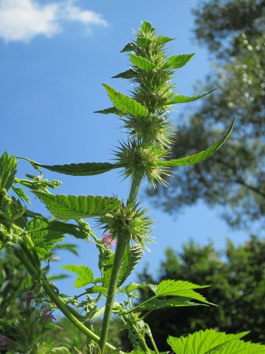 galeopsis tetrahit or honey