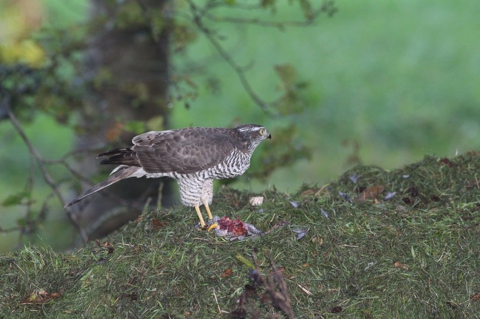 beautiful bird of prey on a blurred background