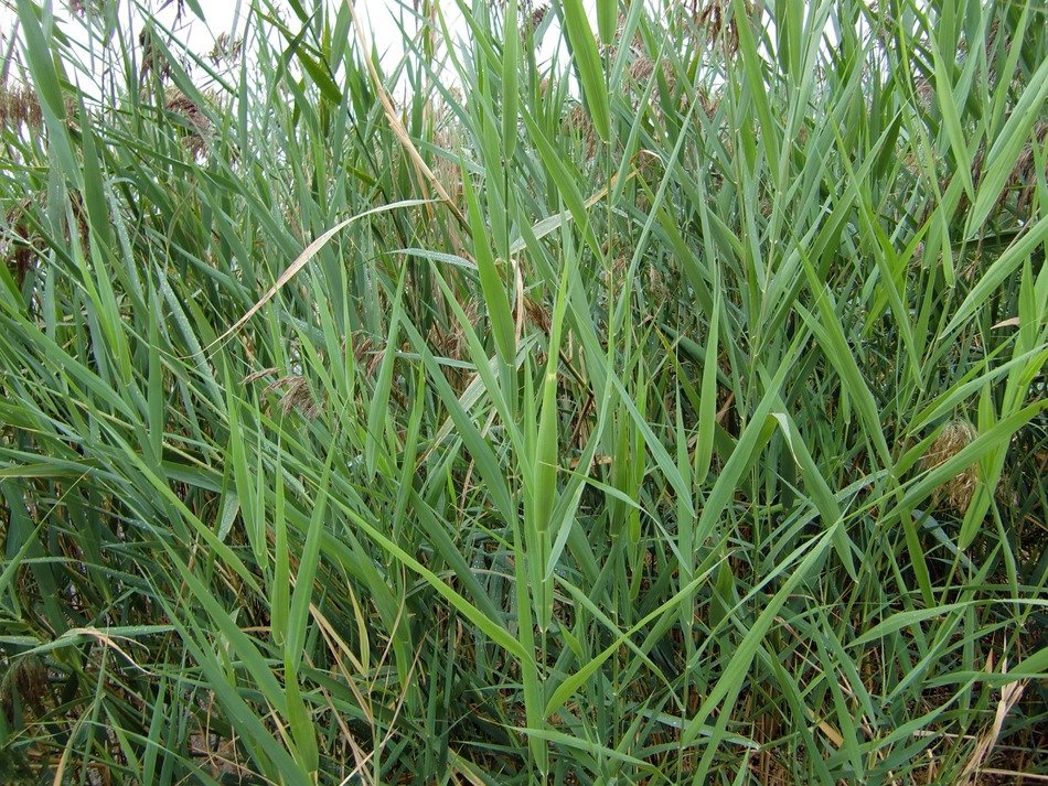 lush grass by the lake