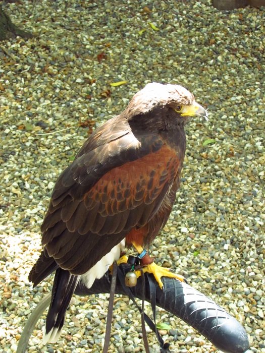 bird of prey