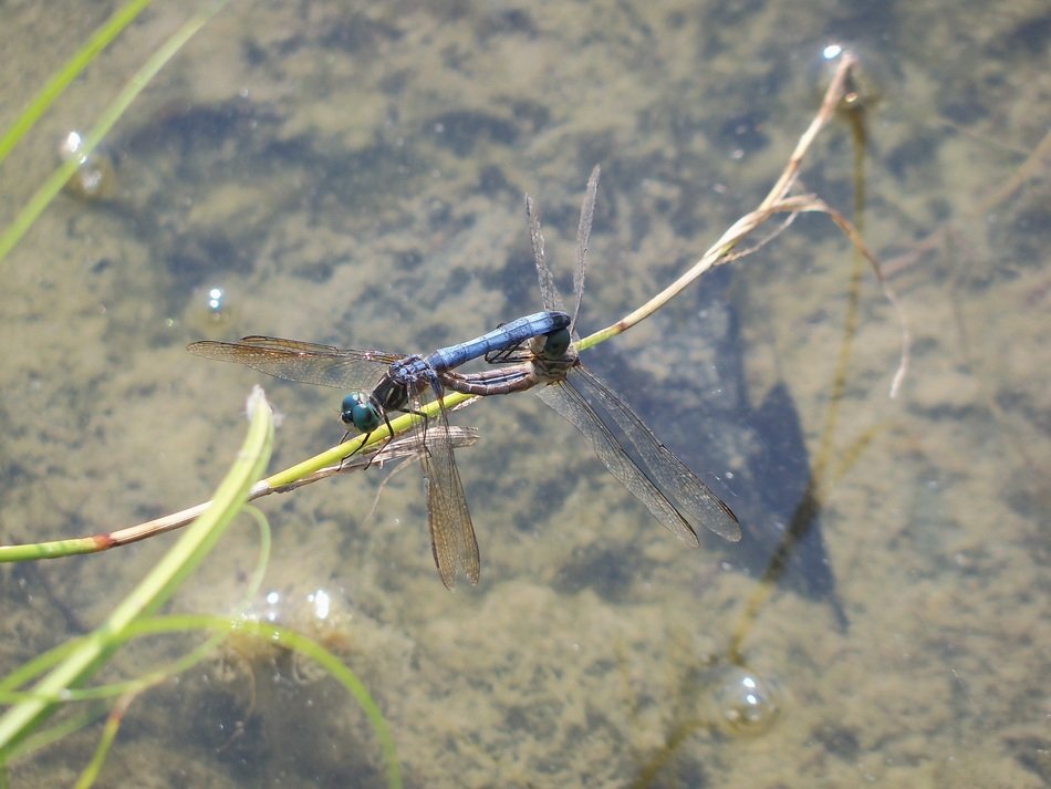 unusually beautiful dragonfly