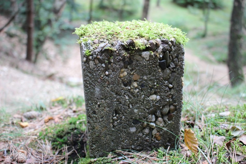 stone in the forest close up