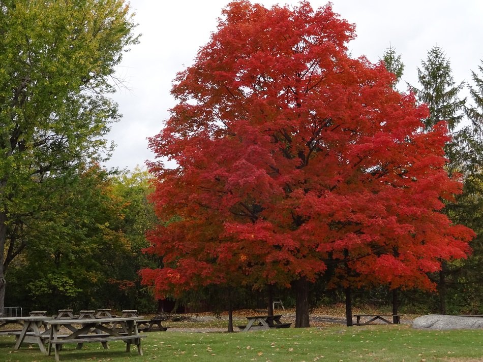Seasonal red tree in the park