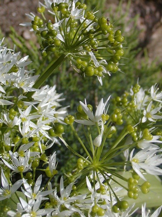 extraordinary beautiful white green flower