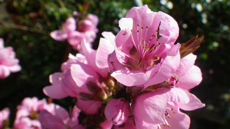 extraordinary beautiful pink spring flower