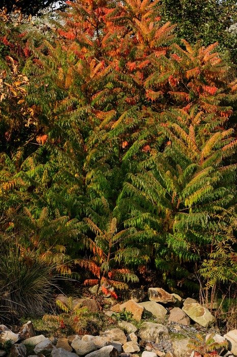 shrub on the stones in autumn