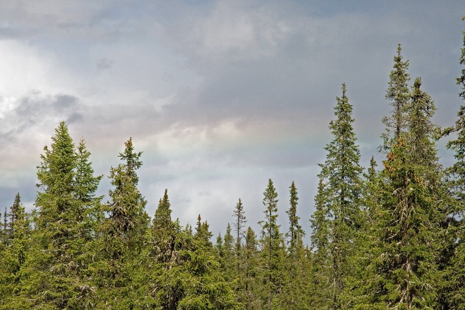 Clouds on the forest in summer