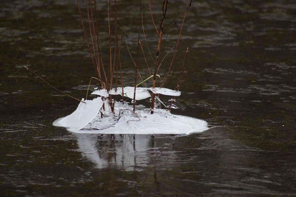 melting ice in the pond