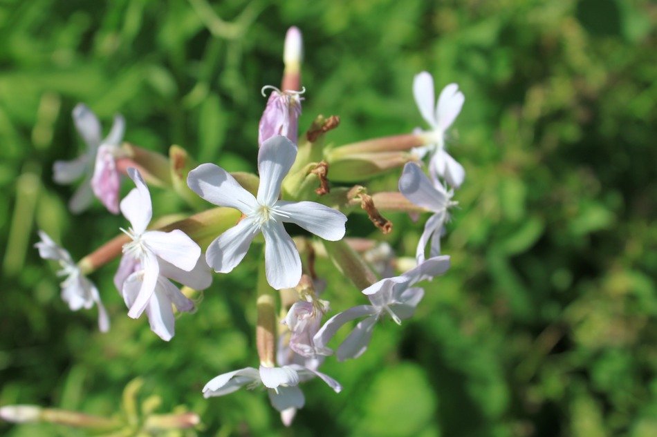 soapwort flowers