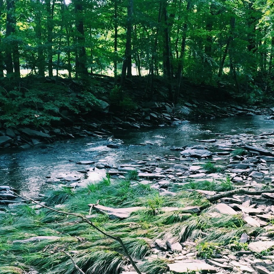 brook in the park between the trees