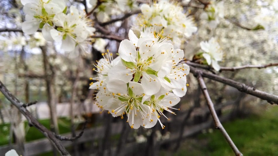 beautiful blossoming tree in spring