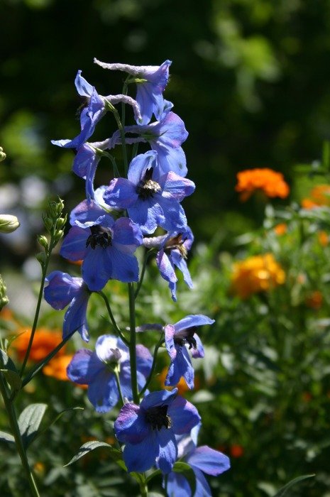 blue fox glove flower in the garden, utah