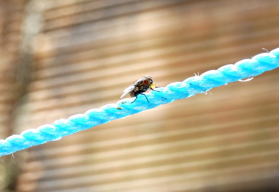 fly insect on the rope