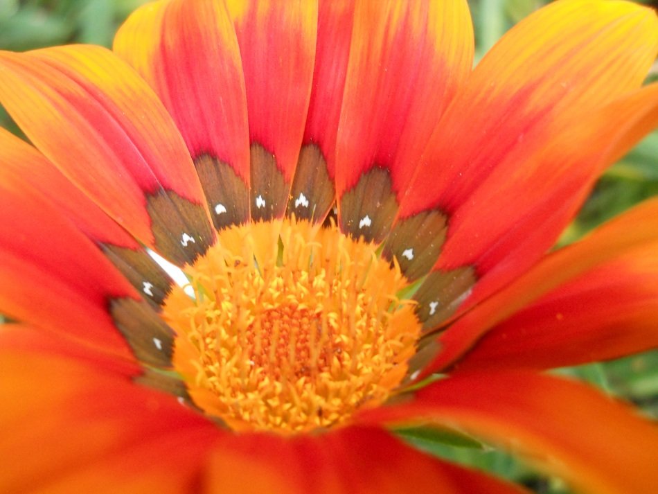 inflorescence of the bright flower