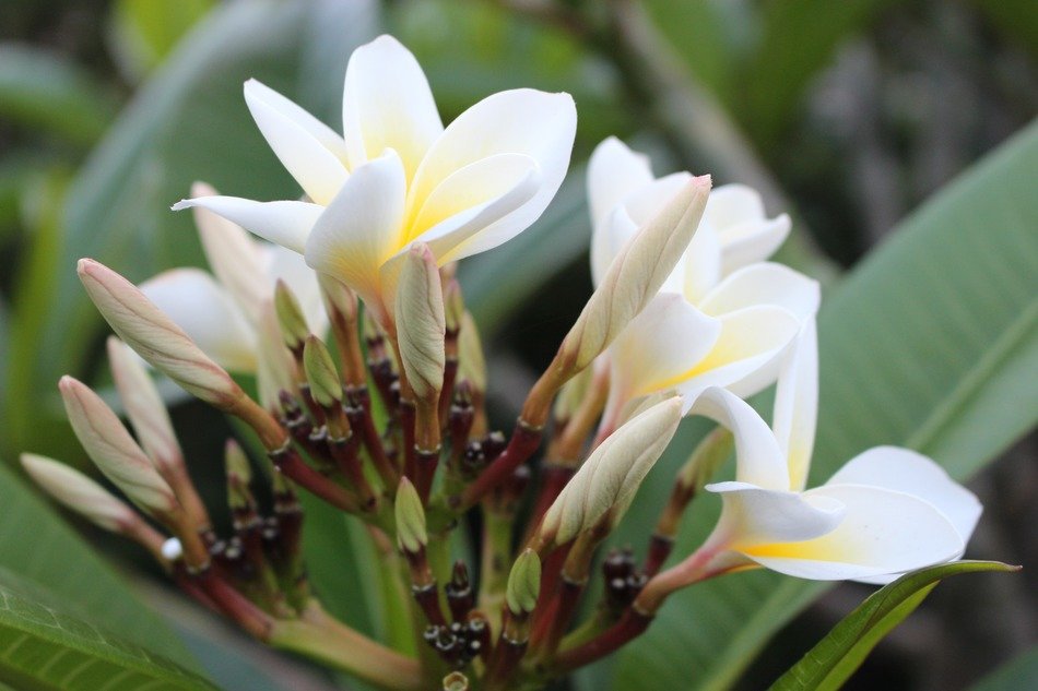 Beautiful, blooming, white and yellow frangipani flowers with green leaves