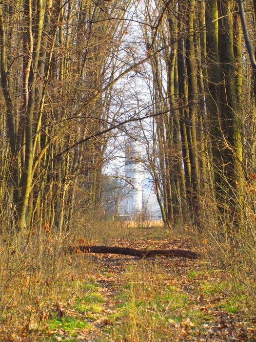 mid spring forest