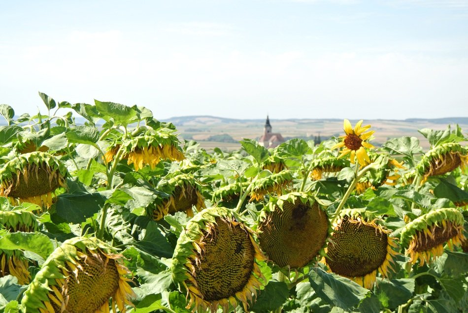 large sunflower buds with seeds on the field