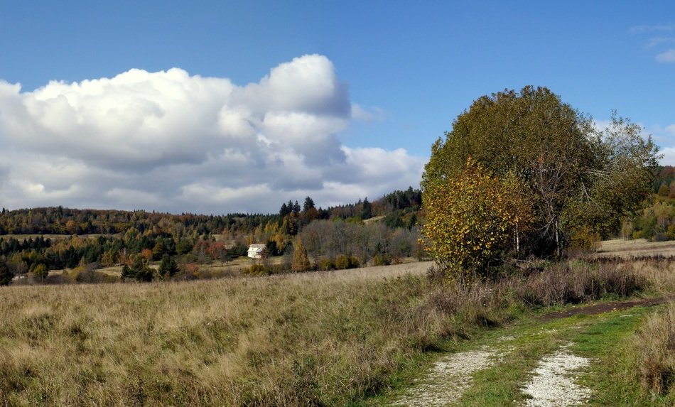autumn grass and forest in Slovakia