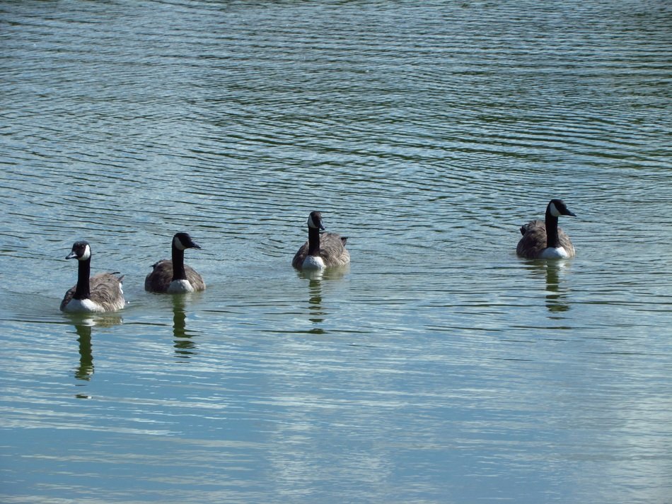 birds in the lake of Essex