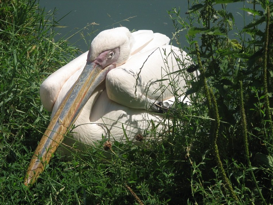 White pelican on the grass