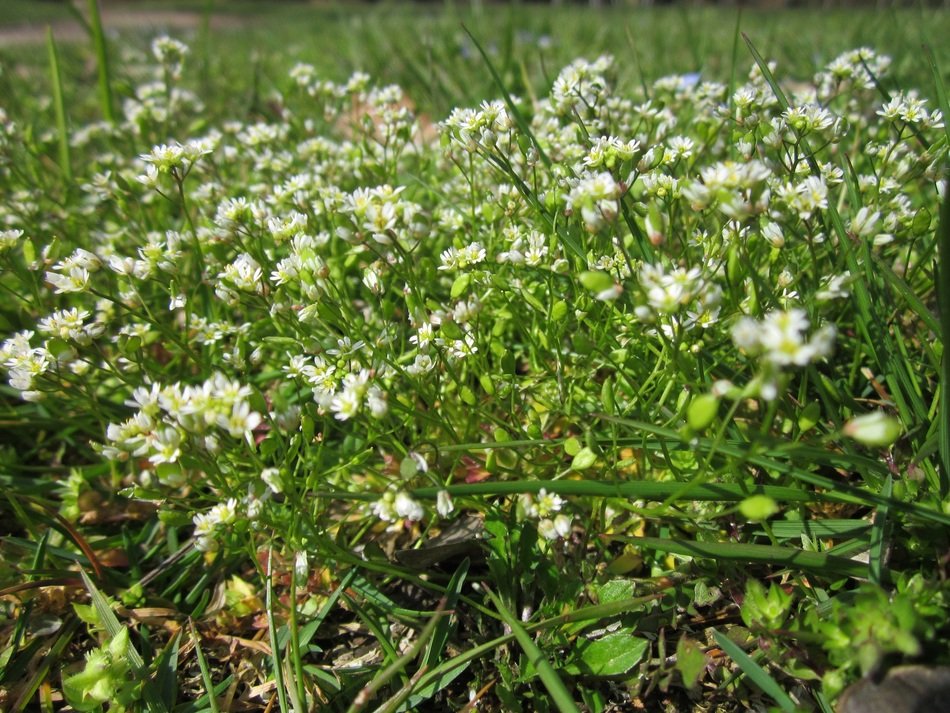 extraordinary beautiful shadflower