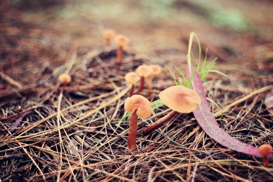 Picture of mushrooms in a nature