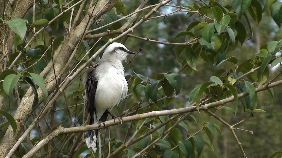 fluvicola nengeta bird on the green tree