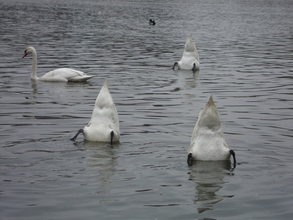 white ducks dive under the water in the pond