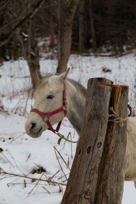 horse behind the tree
