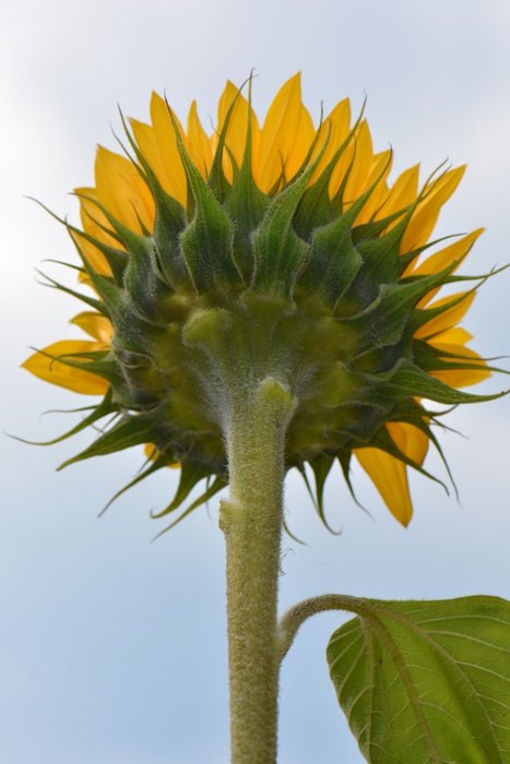 sunflower from below view