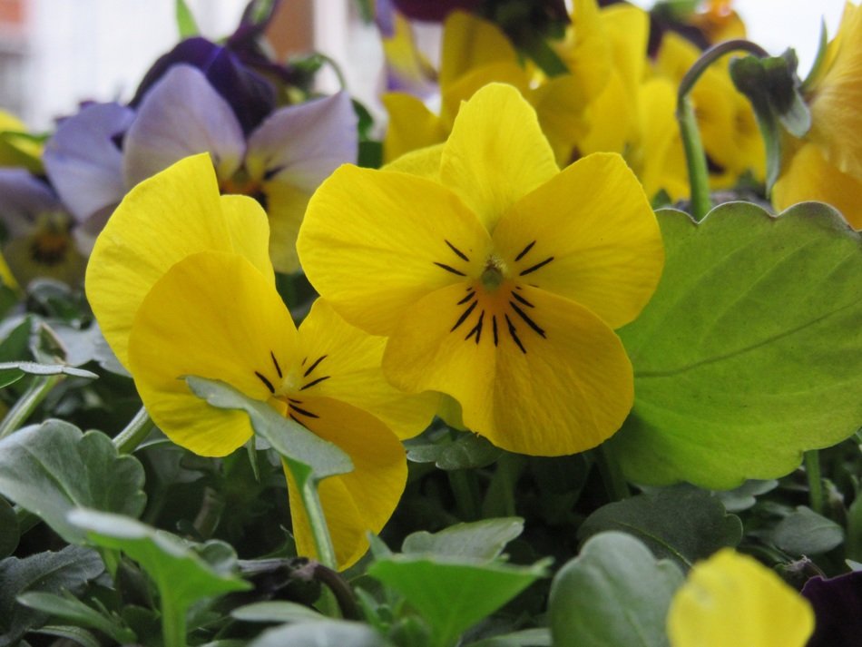 yellow pansy blossoms close-up on blurred background