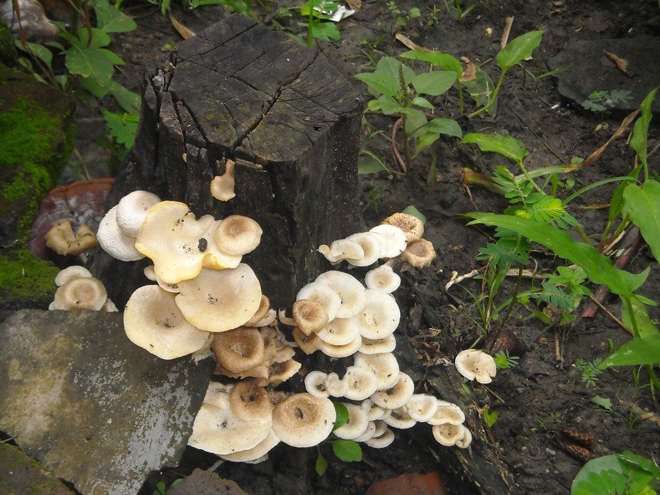 porcini mushrooms near the stump