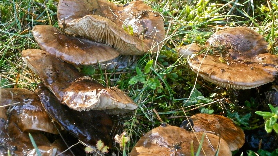 withered forest mushrooms