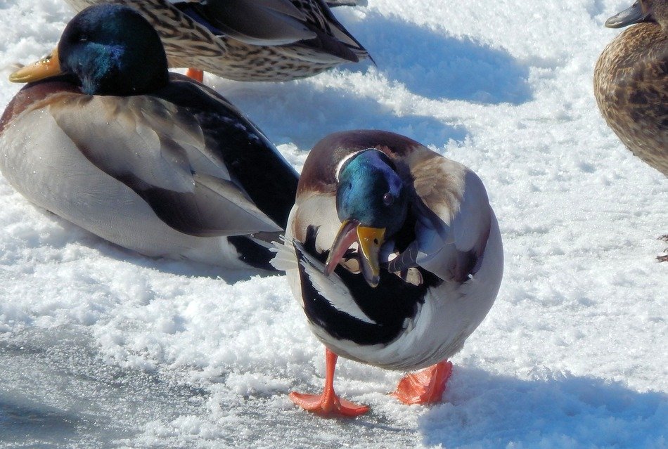 mallard in winter