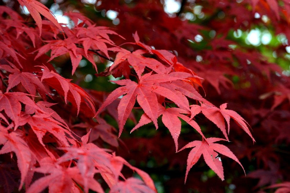 mountain maple from red leaves closeup
