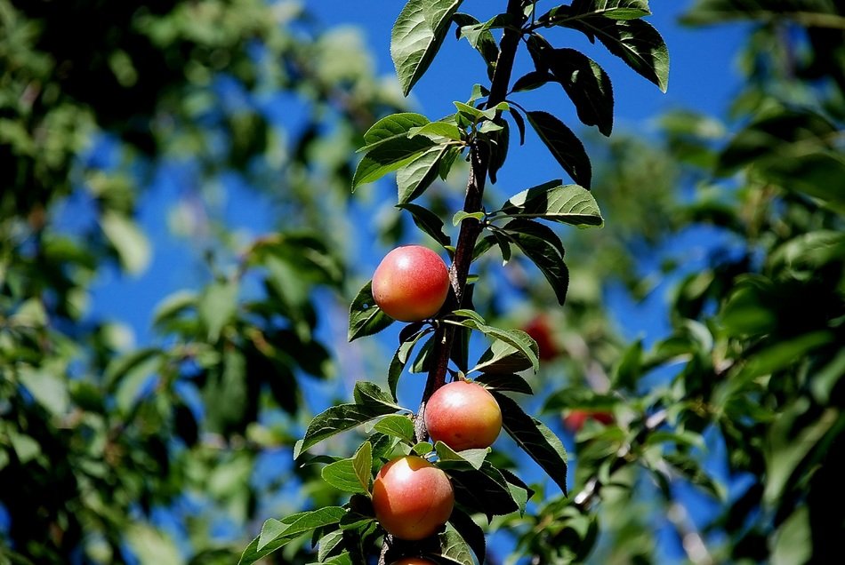 Natural plum tree