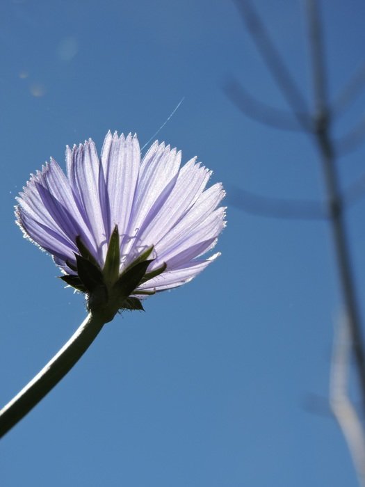 purple flower under the sunshine close-up on blurred background