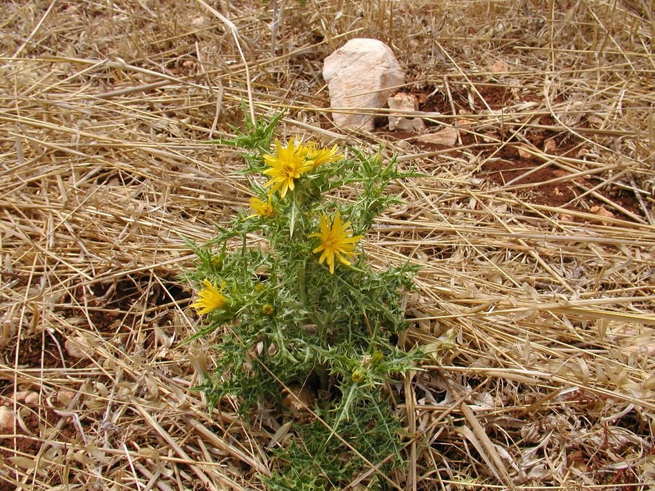 green plant with yellow flowers in the hay