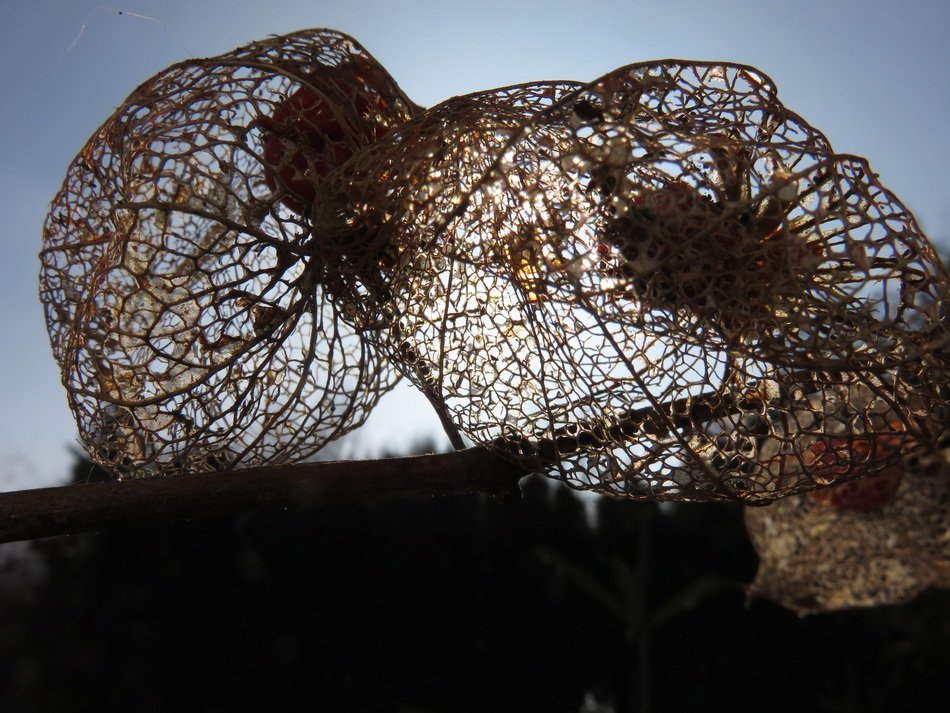 physalis sun nature light