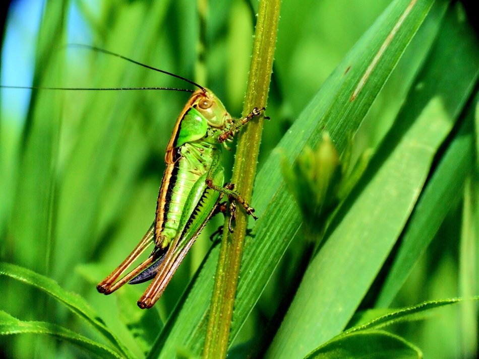 big green grasshopper on meadow grass